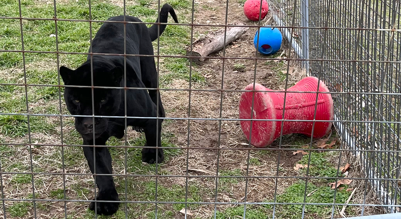 Bagheera, a black jaguar, checks out a visitor at Turpentine Creek Wildlife Refuge in Eureka Springs, Arkansas, on Jan. 29, 2023. The refuge rescued Bagheera from harmful conditions at the Netflix-notorious Tiger King Park in 2021.
